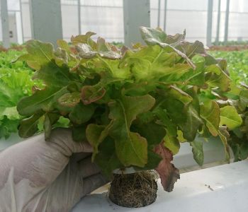 Xà lách Sồi Đỏ
